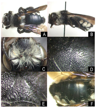 Andrena (Melandrena) albopunctata