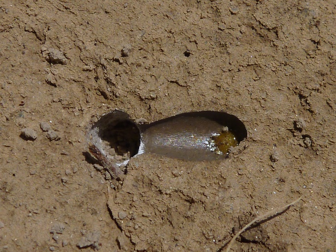 ��19���繣��ľ����³�����˼