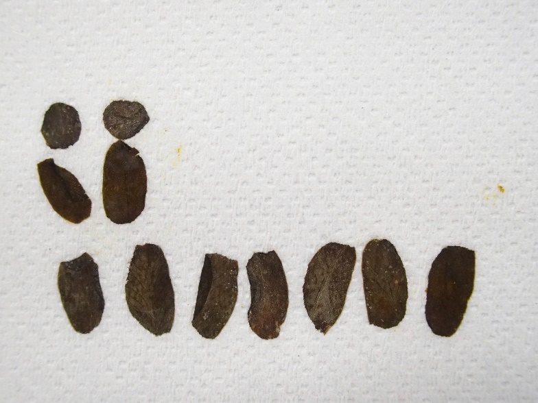 ��32����˼�˻��Ѥ���Ƥ������߷����ҡʾ���2��ˤ��緿������ҡ����ʤ���Ӳ��ʡ�