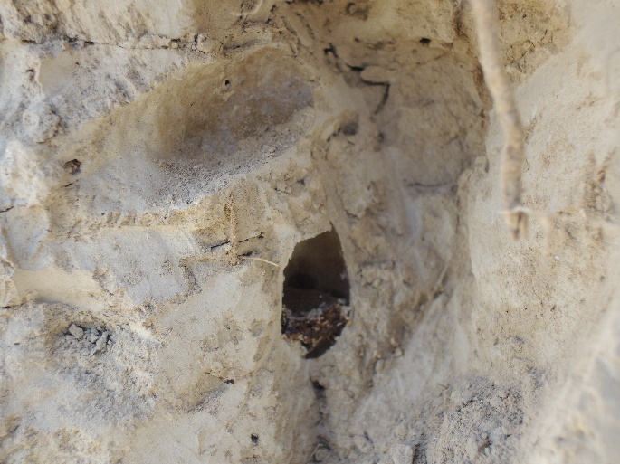 ��8����˼������ʪ